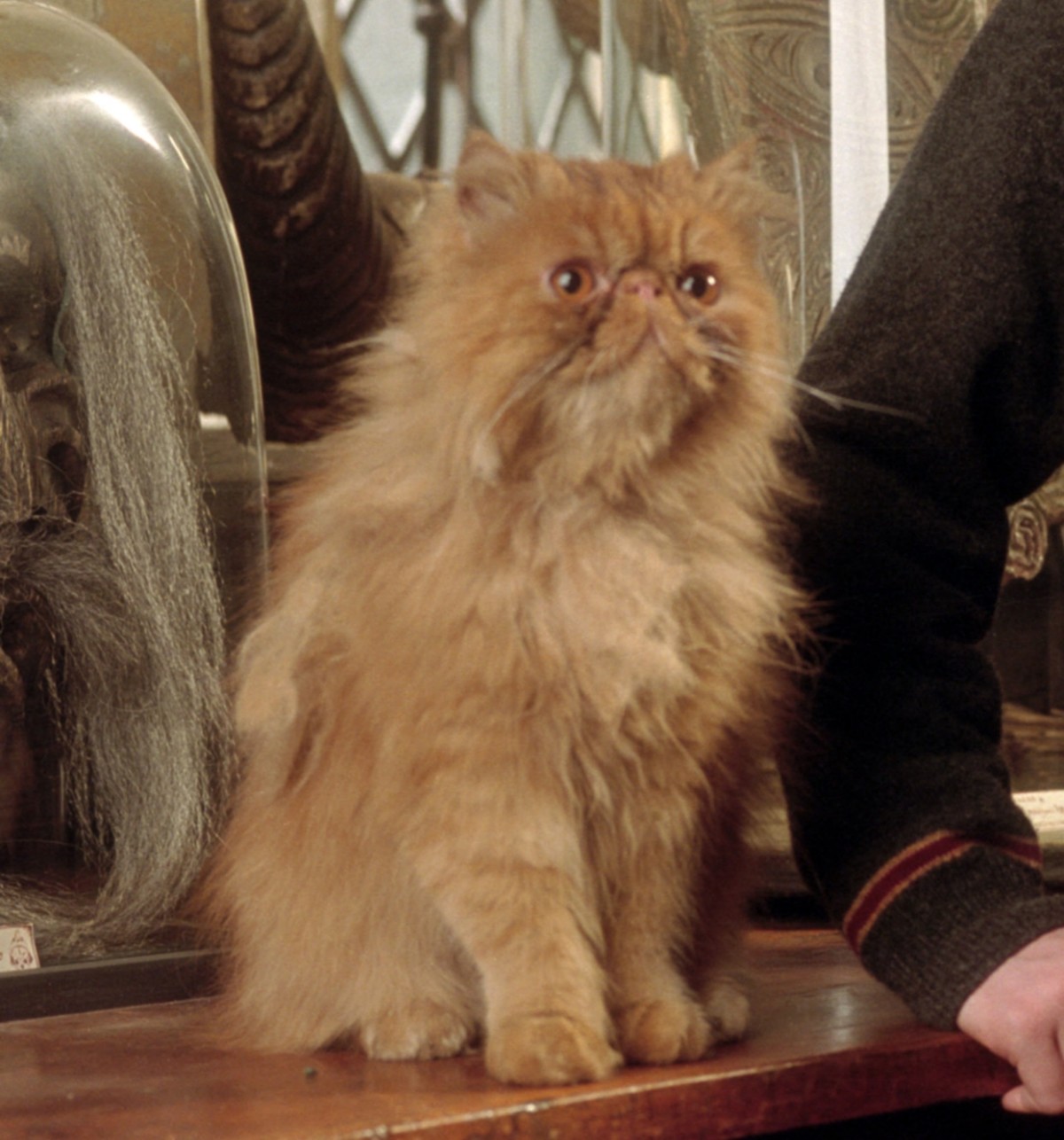 A Nod to Crookshanks on National Cat Day - The-Leaky-Cauldron.org « The