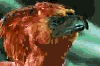 Fawkes the Phoenix (v3) Fawkes the Phoenix (v3)