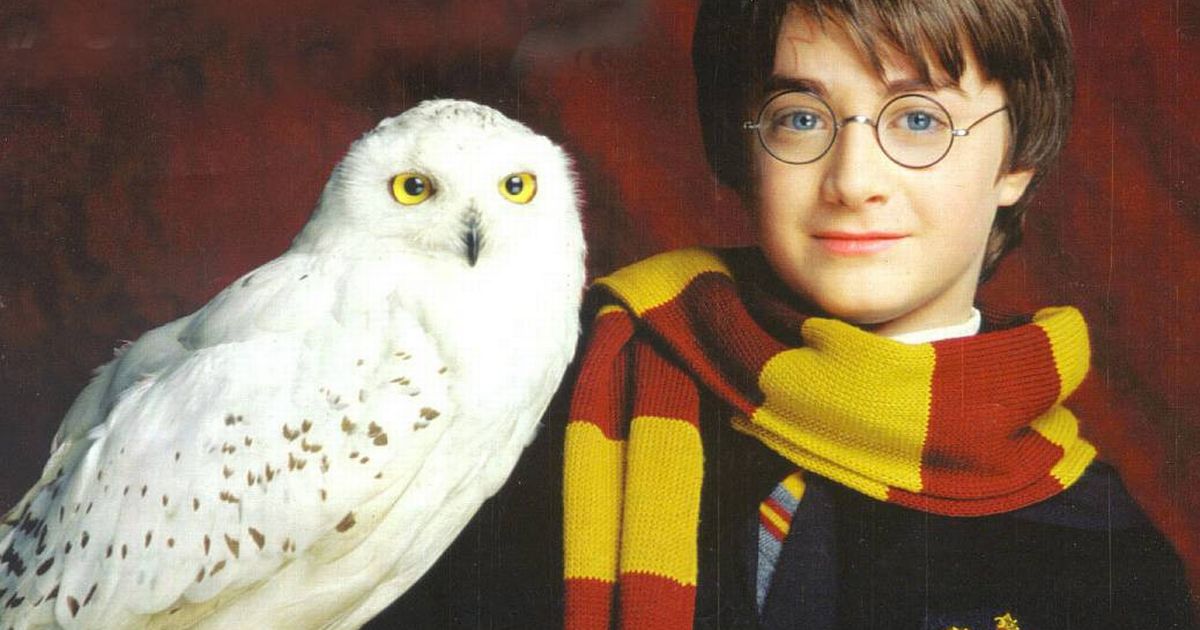 harry-potter-harry-and-hedwig harry-potter-harry-and-hedwig