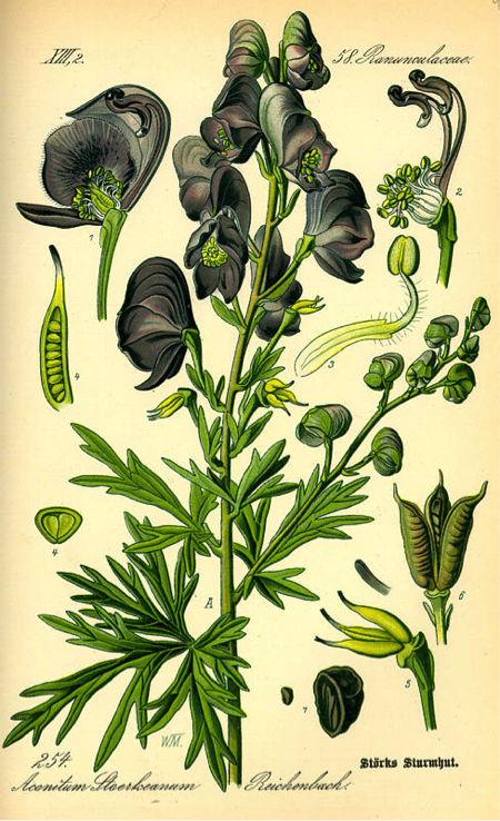 wolfsbane