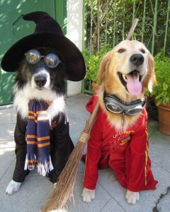 Pets-dressed-up-for-Halloween