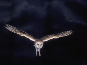 barn-owl-in-flight-at-night