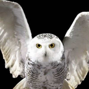 hedwig_400x400